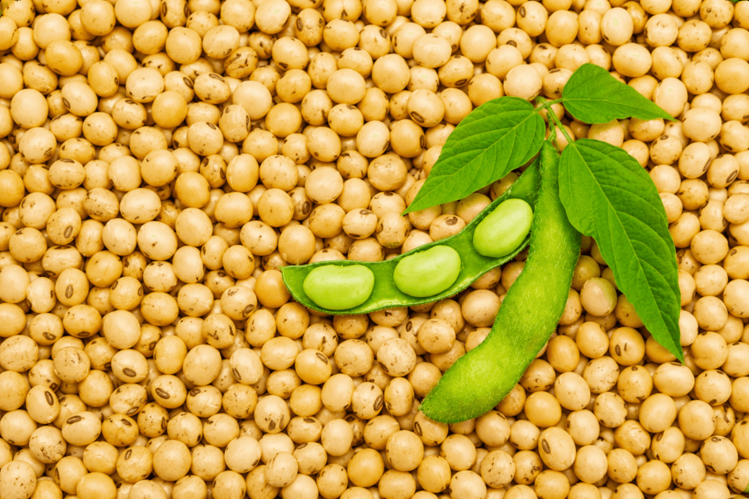 Soyabean