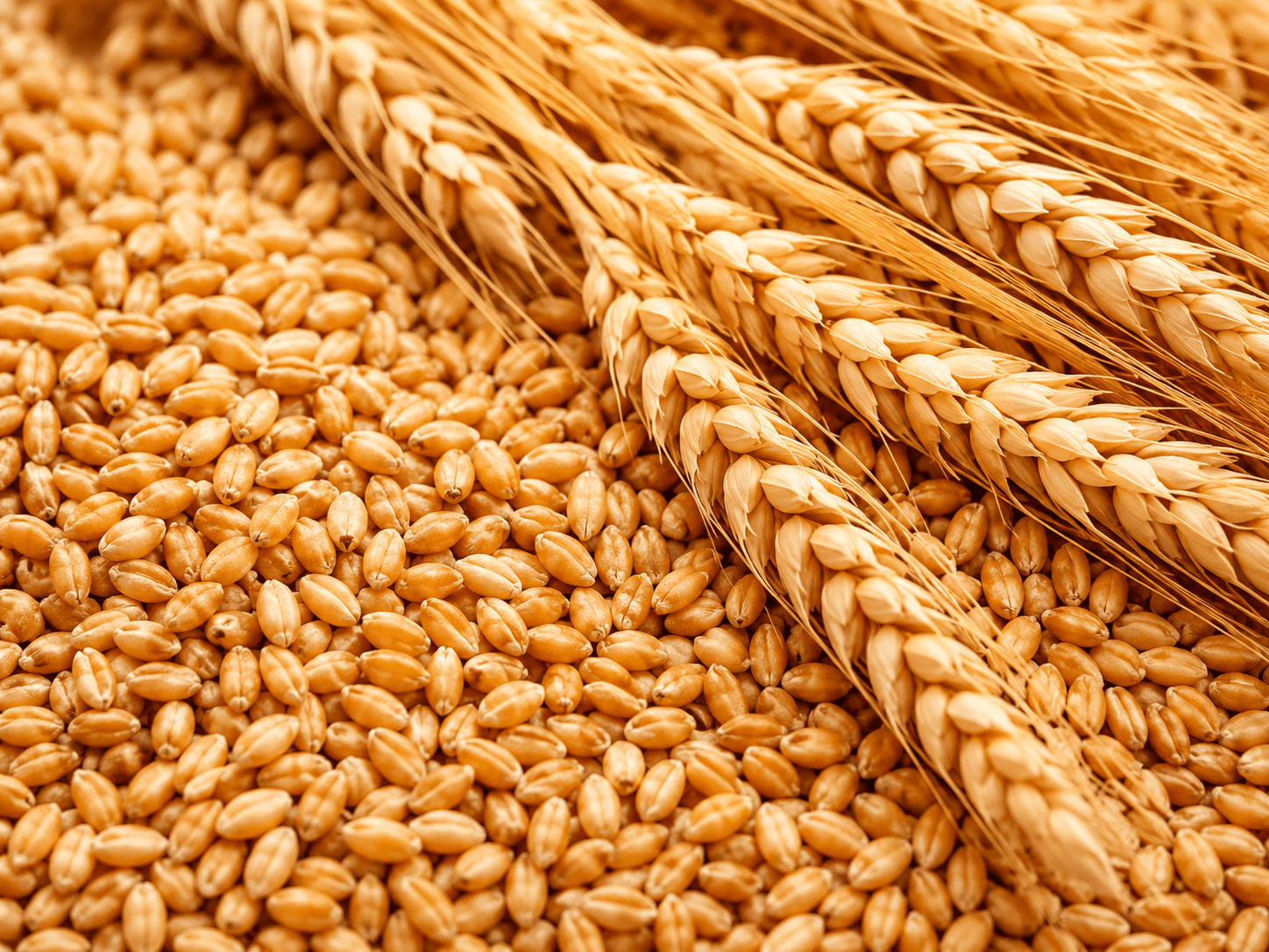 Wheat